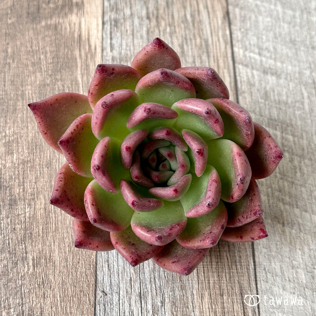 New Arrivals: Ice Green