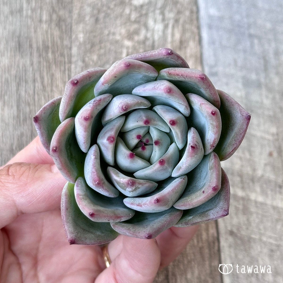 多肉植物 エアーマジック ♡モーダル♡ - 植物/観葉植物