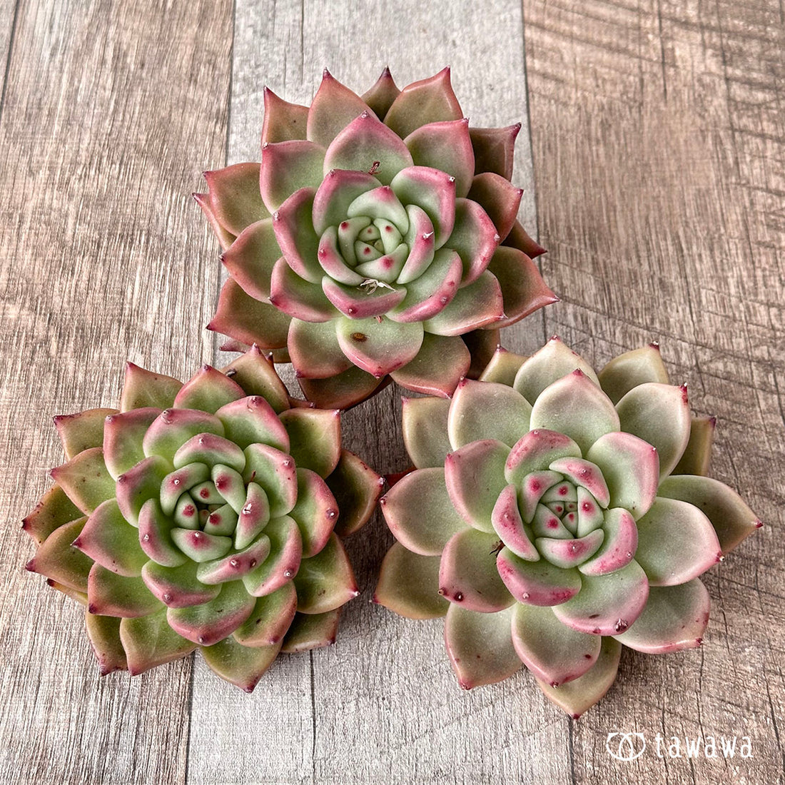 New Arrival* Cubic Frost