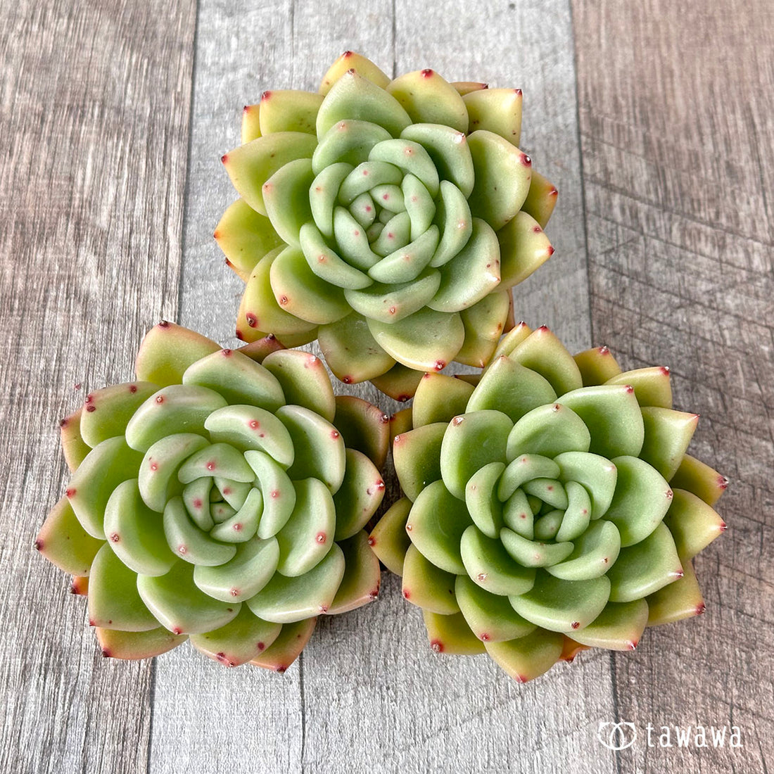 ロイヤルキャッスル(エアーマジック農園苗)