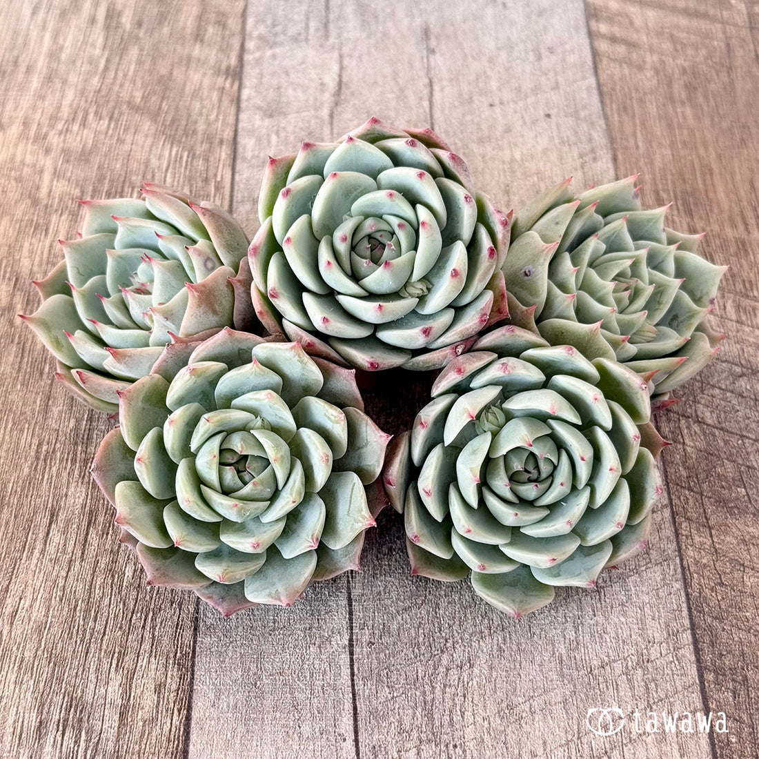 Yeon Wha(エアーマジック苗)