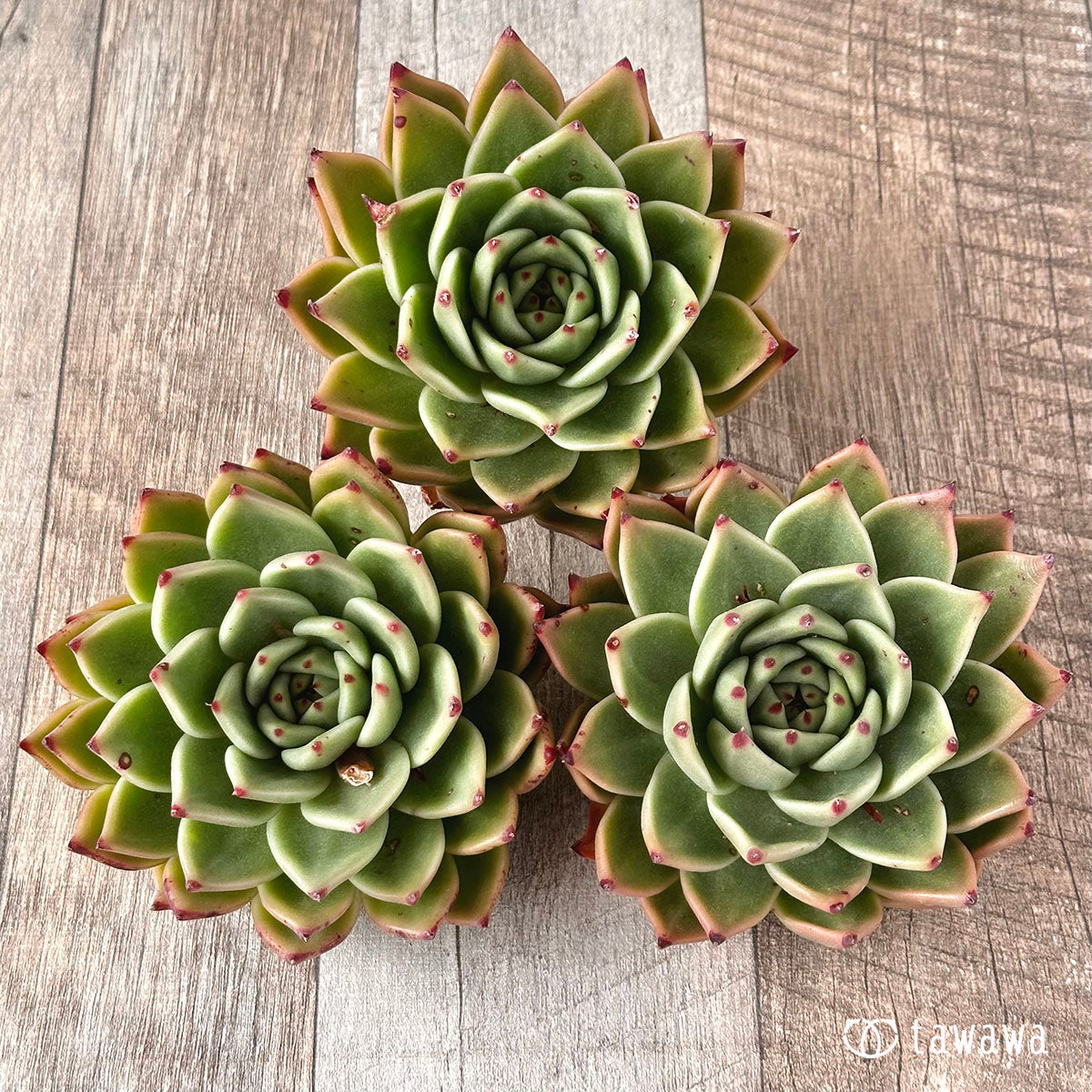 Echeveria – tagged 