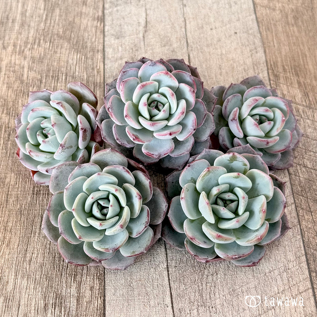 ピンキーサイモン(エアーマジック苗)