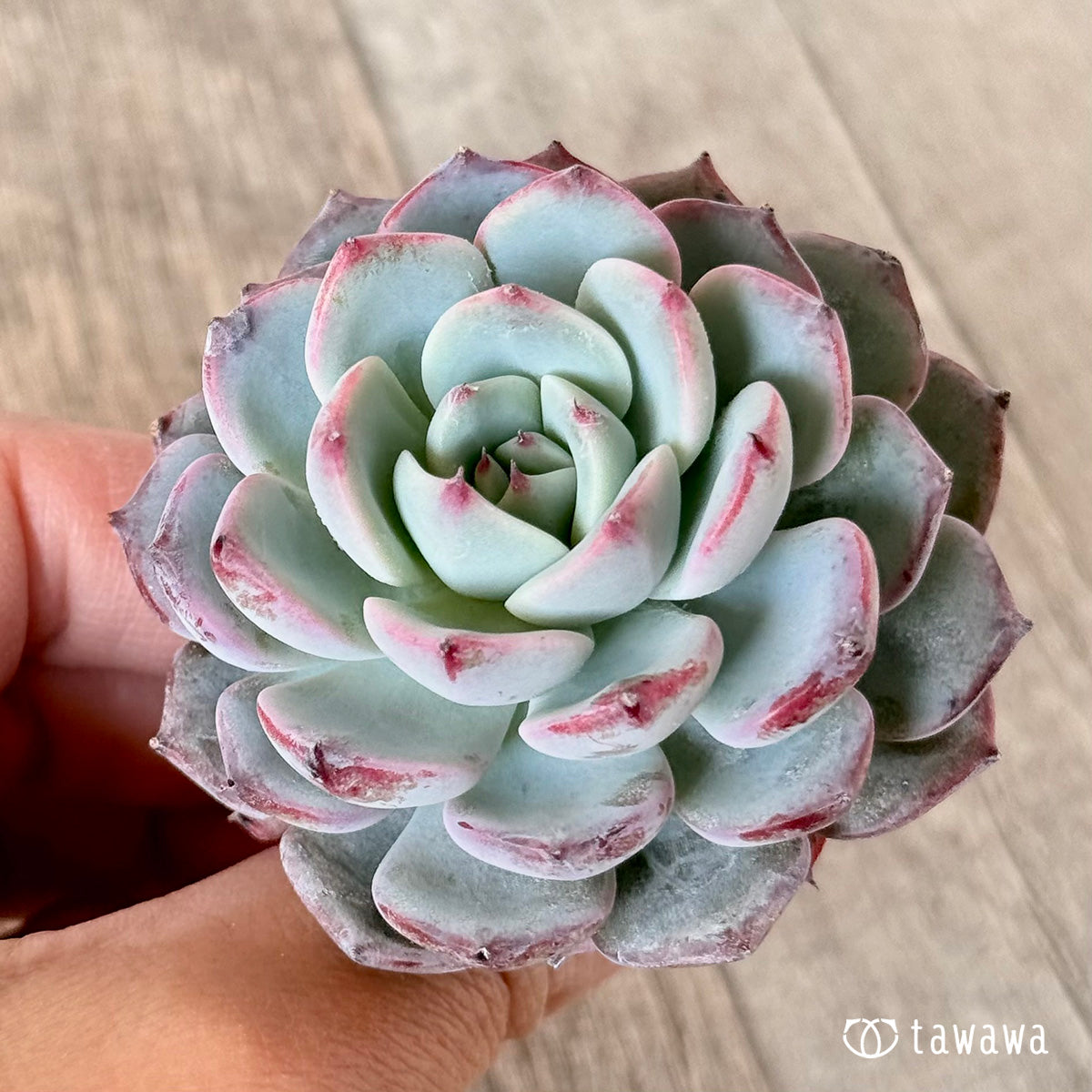 ピンキーサイモン（エアーマジック苗）