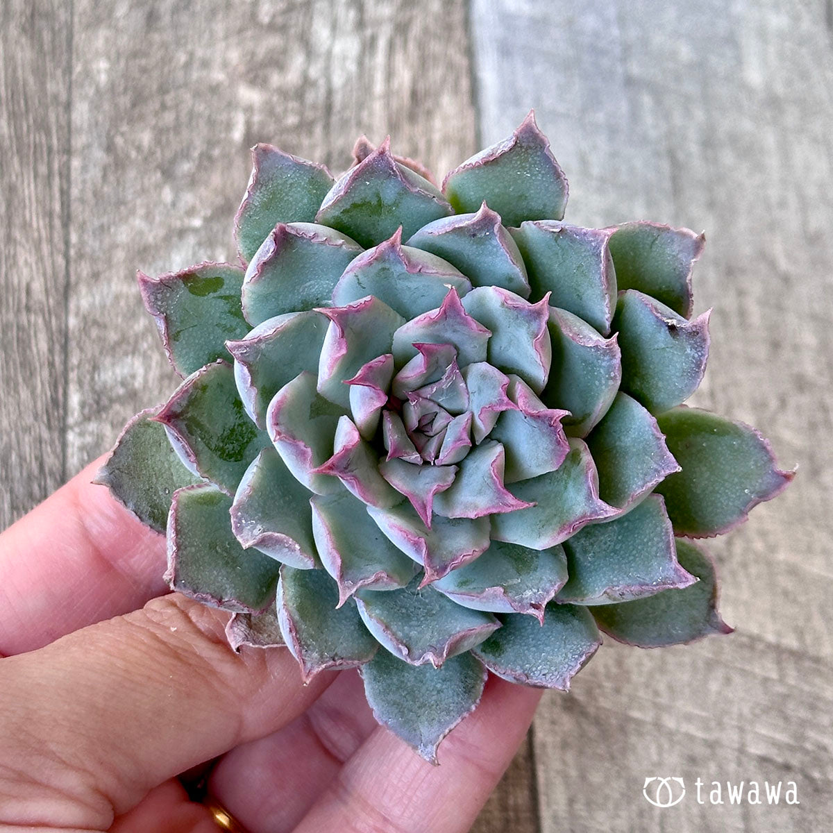 大感謝セール 多肉植物 エアーマジック ♡ララポル♡ - 観葉植物