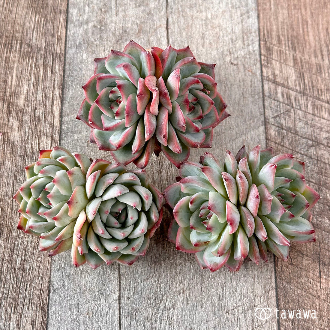 New Arrival* Soul Heart