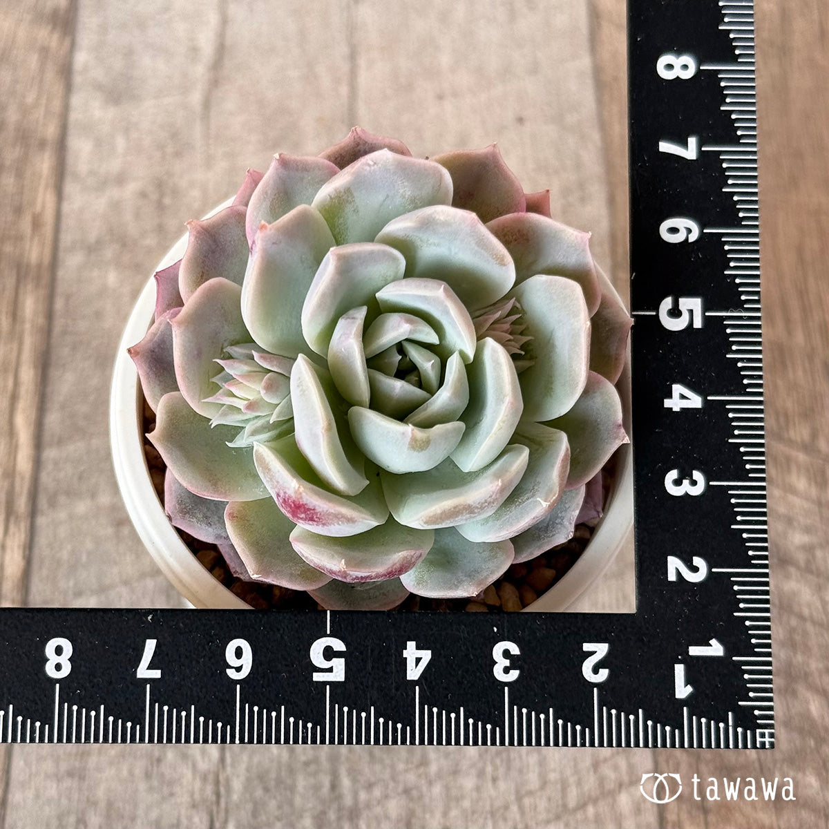 air magic succulents Milky Pinky (Air Magic Seedling) – 多肉植物の通販・販売サイト tawawa