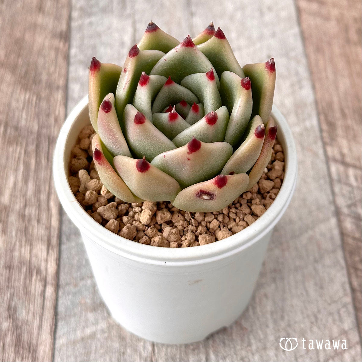 New Arrival* Cubic Frost