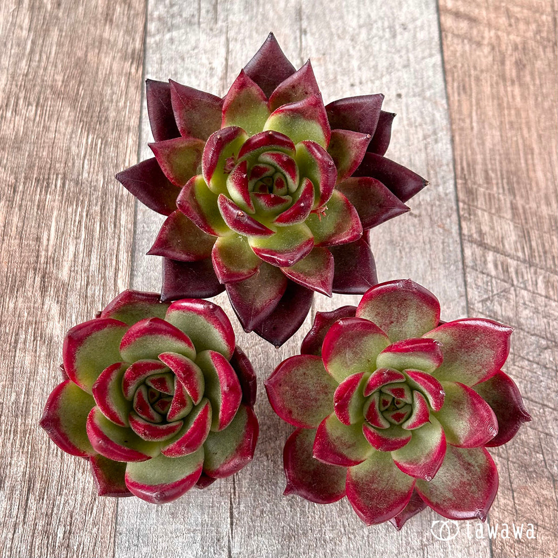 New Arrival* Cubic Frost