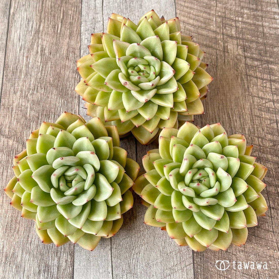 New Arrivals: Ice Green