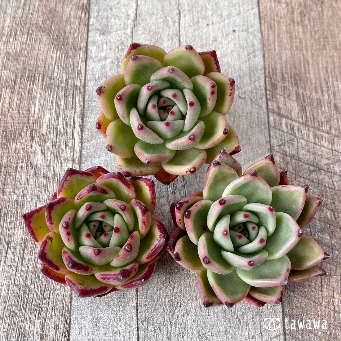 New Arrivals: Ice Green