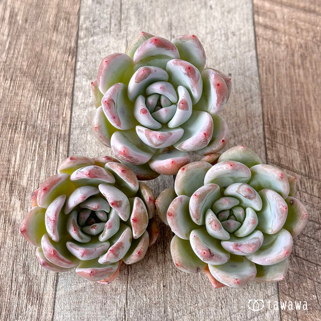 スノータコ【単頭】(エアーマジック農園苗)