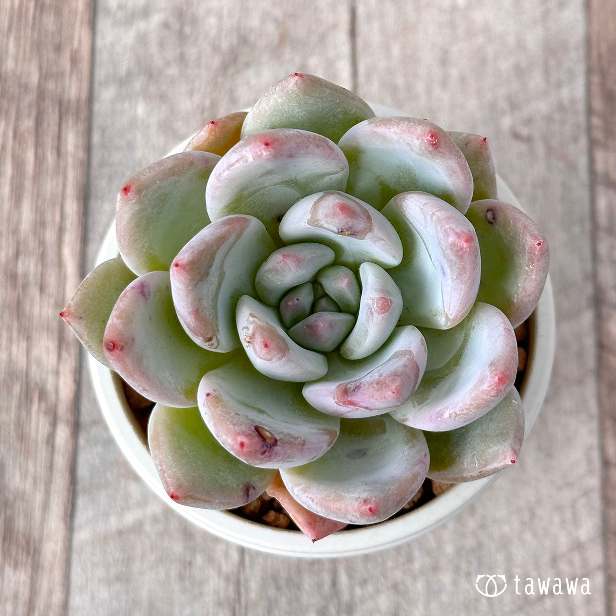 Echeveria – tagged 