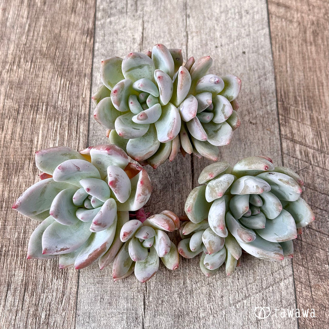 スノータコ【多頭】(エアーマジック農園苗)