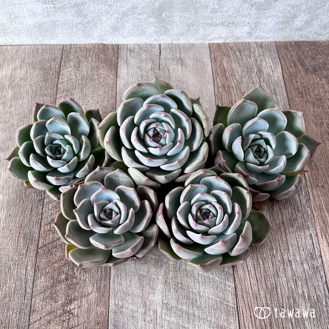 New Arrival* Cubic Frost