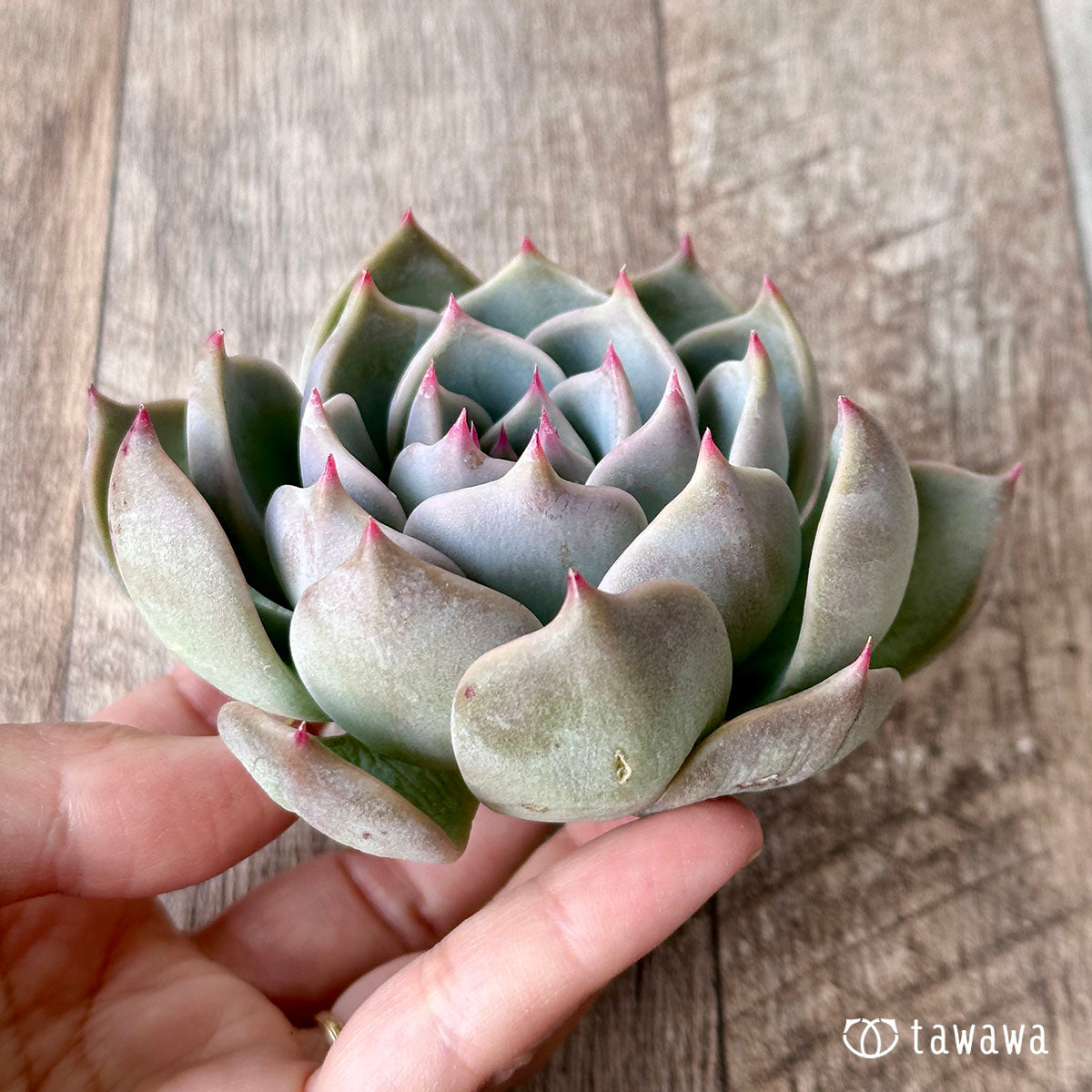 新座店 多肉植物 エアーマジック ♡スチールハート♡ - 観葉植物