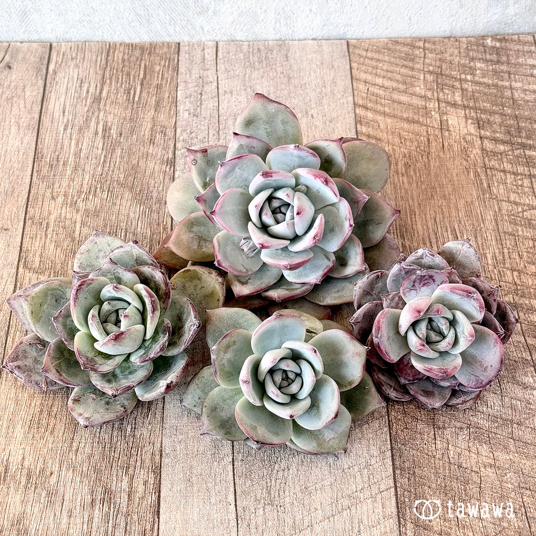 New Arrivals: Ice Green