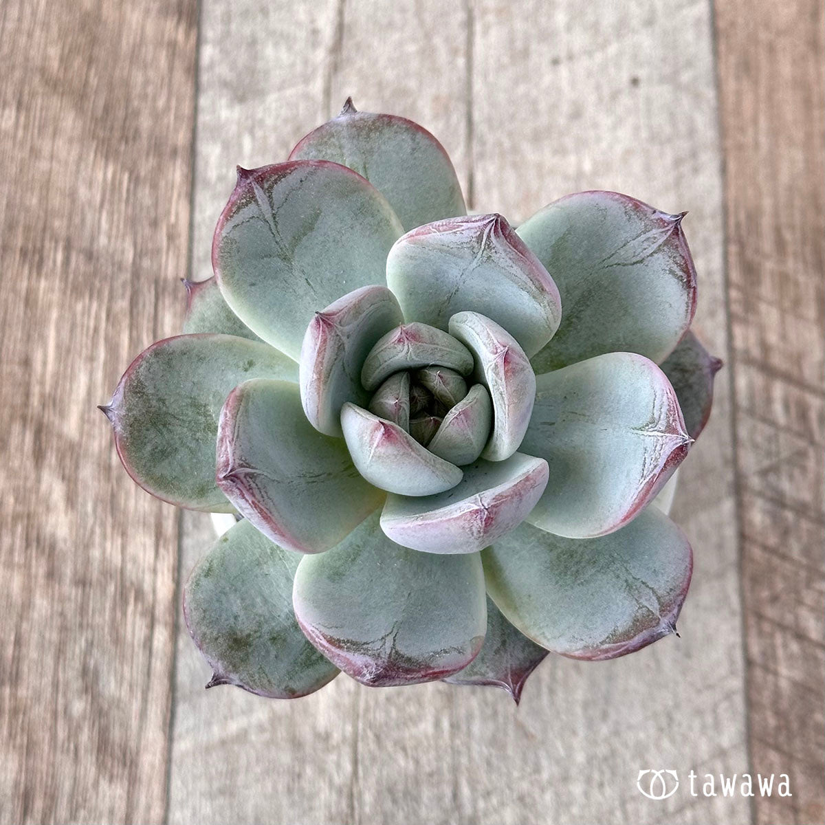 Echeveria – tagged 