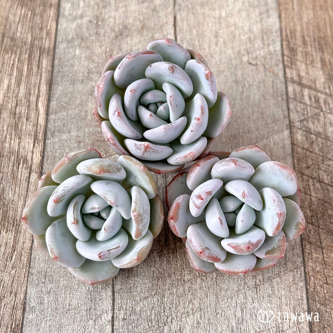 New Arrival* Cubic Frost