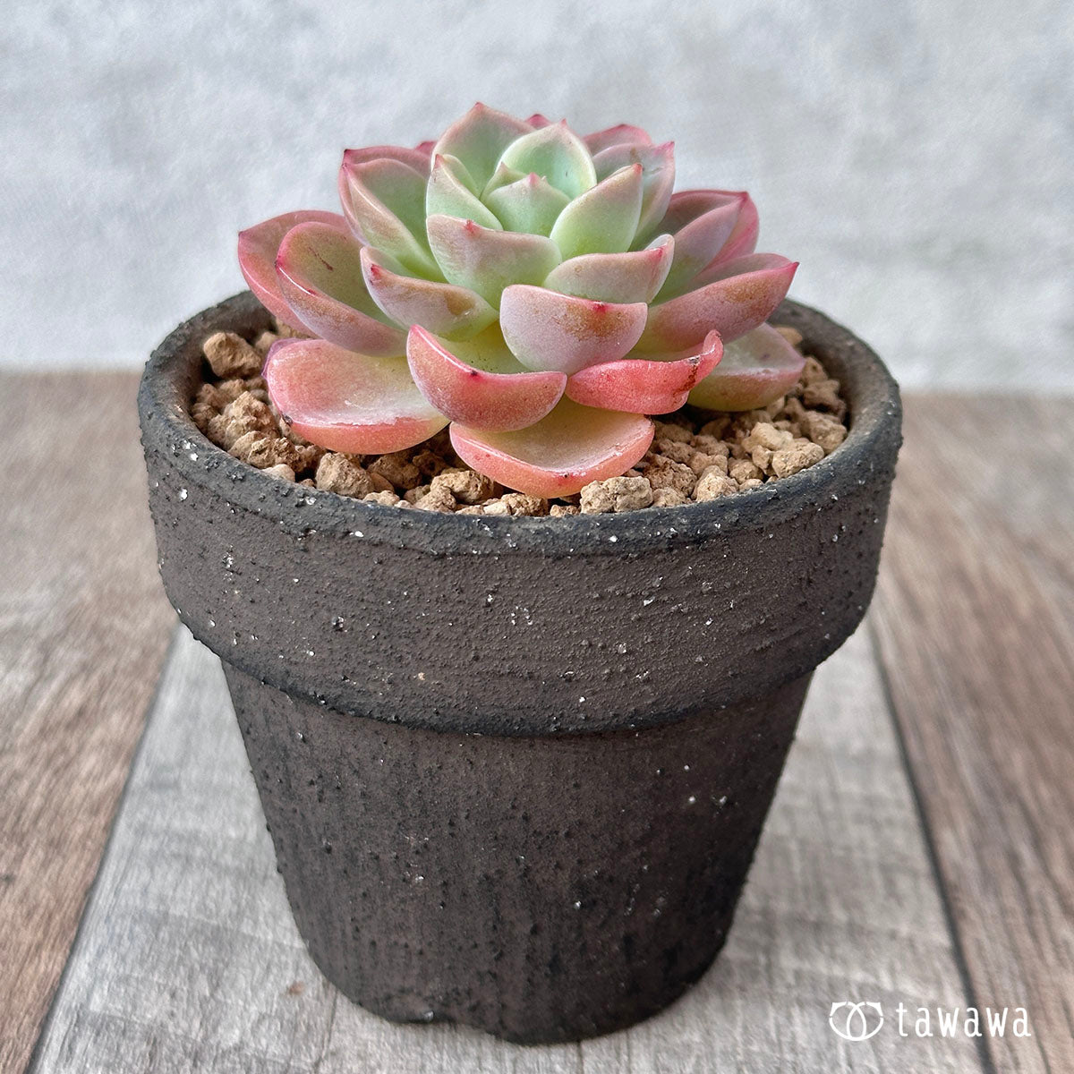 New Arrival* Cubic Frost