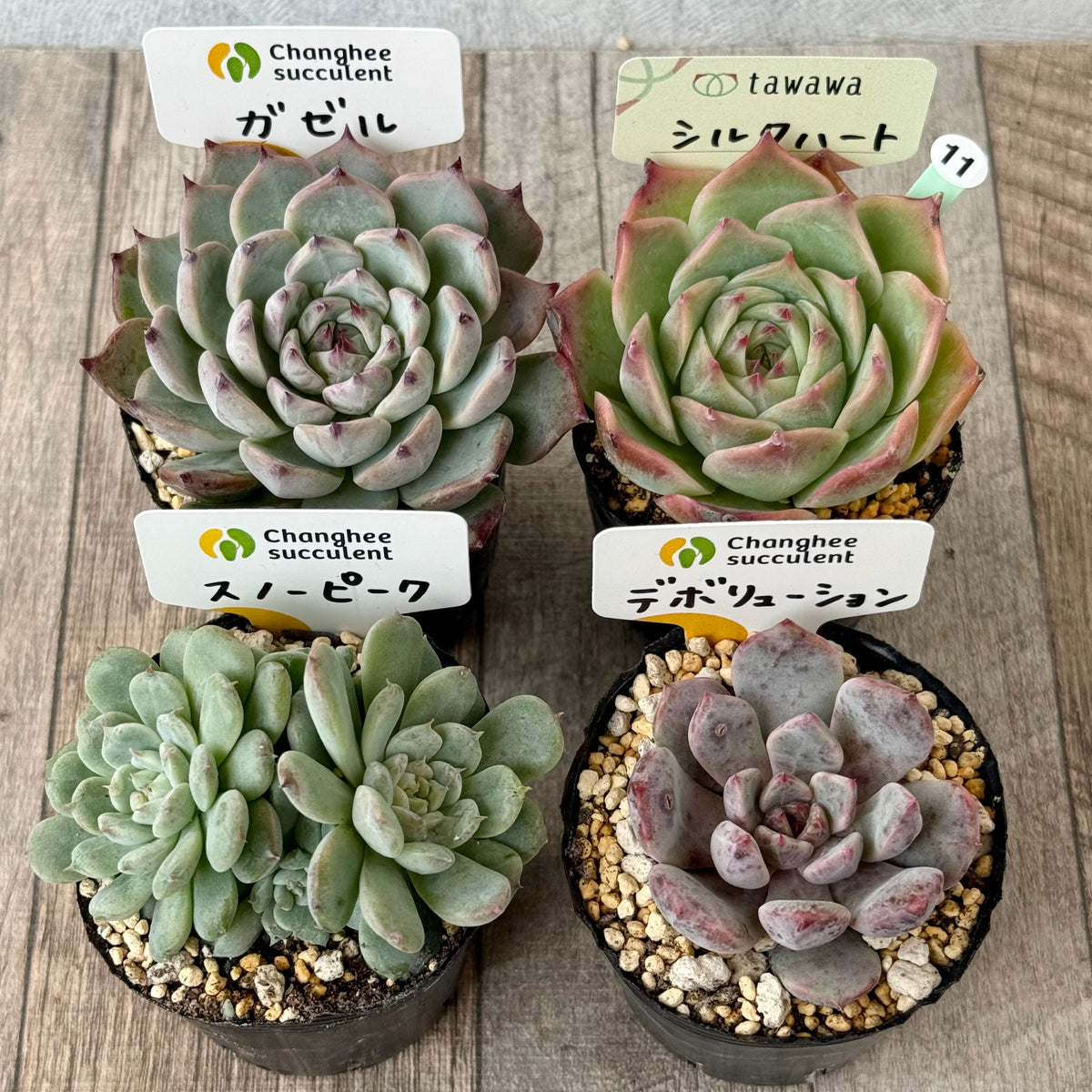 6-seedling set (Chanhee Farm) [Tawawa House seedlings]