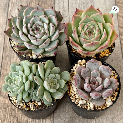 6-seedling set (Chanhee Farm) [Tawawa House seedlings]