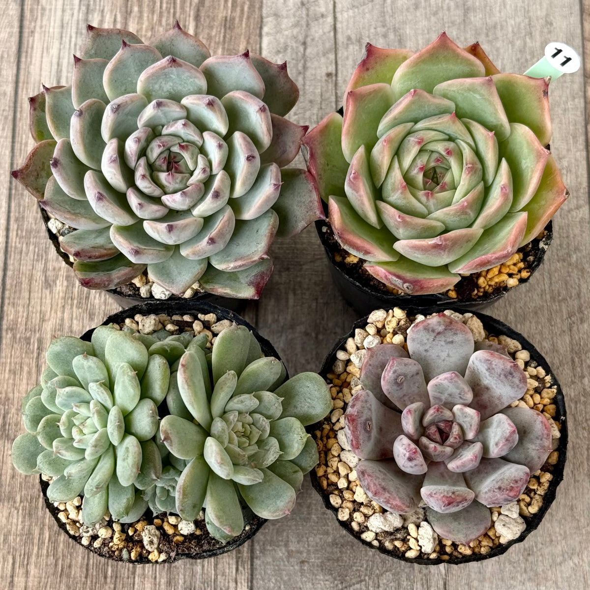 6-seedling set (Chanhee Farm) [Tawawa House seedlings]