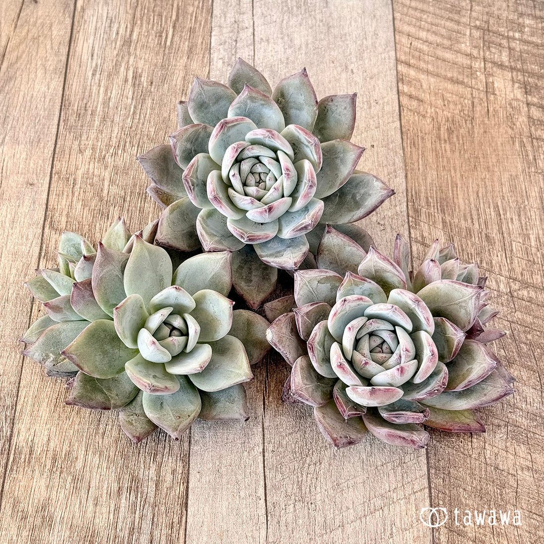 New Arrivals: Ice Green