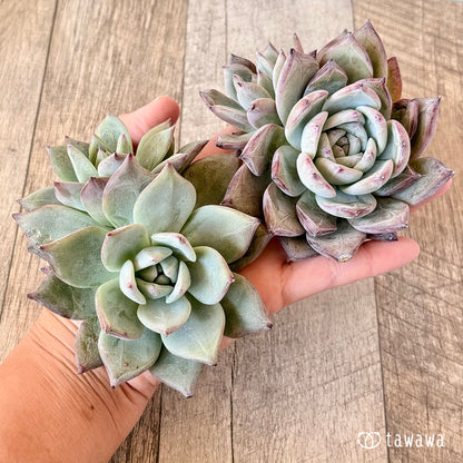 New Arrivals: Ice Green