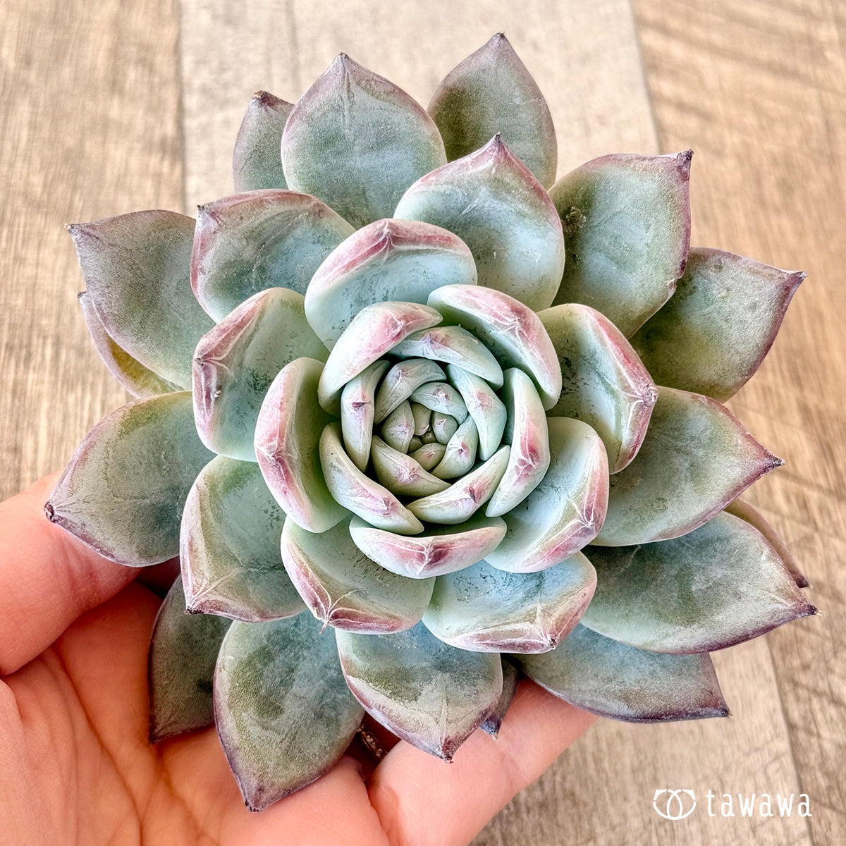 New Arrivals: Ice Green