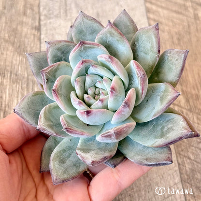 New Arrivals: Ice Green