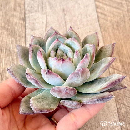 New Arrivals: Ice Green