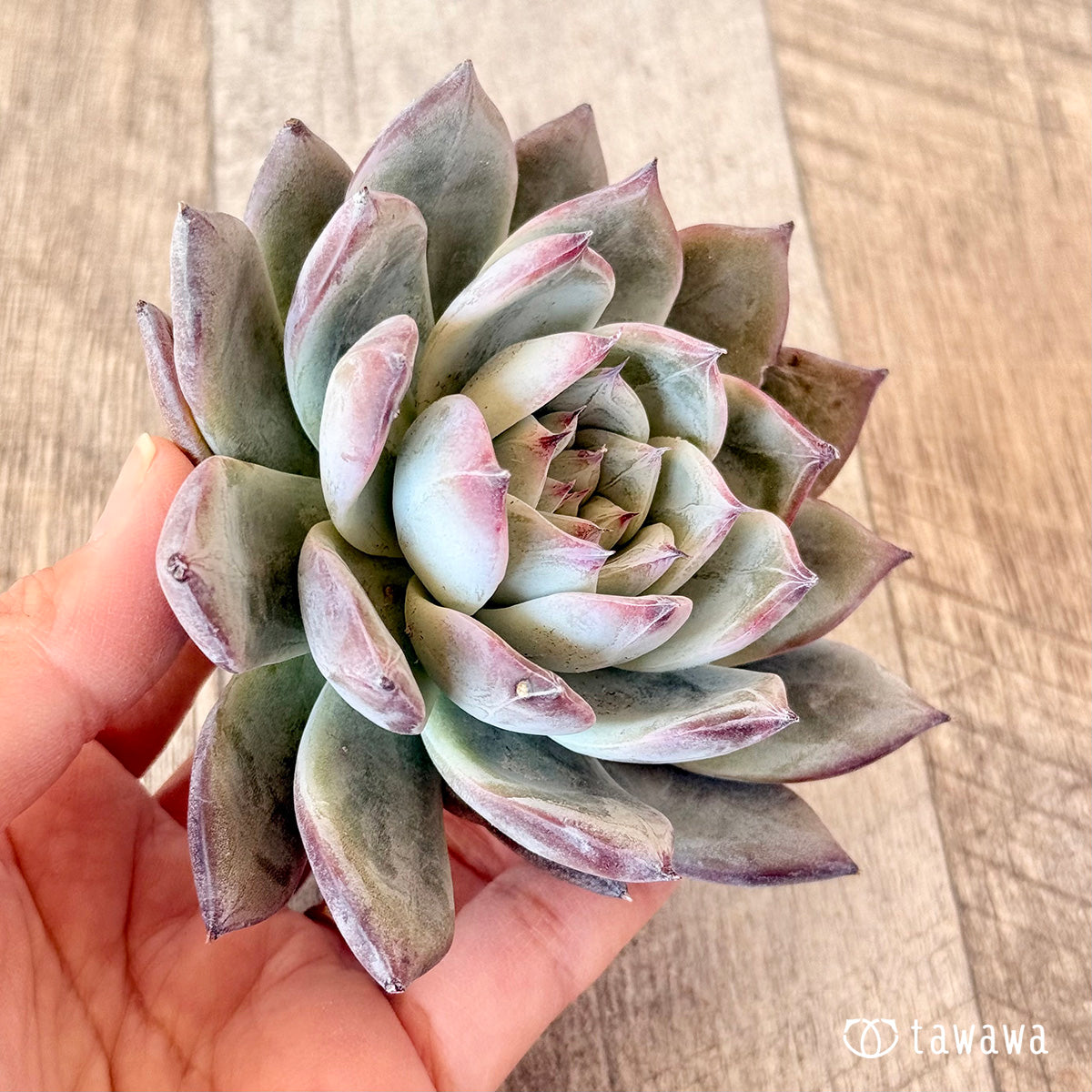 New Arrivals: Ice Green