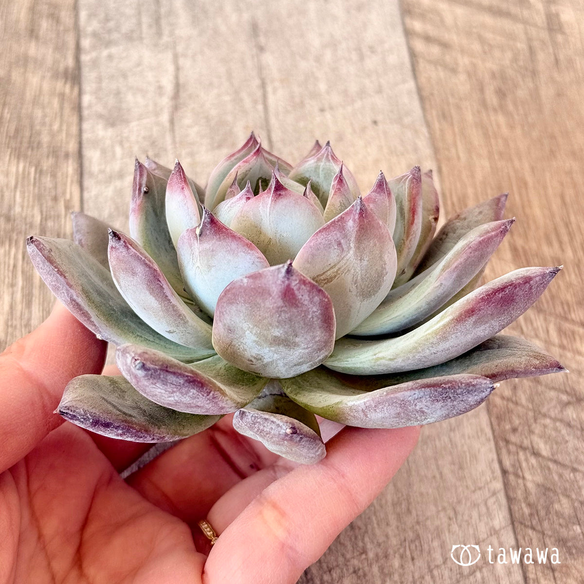 New Arrivals: Ice Green