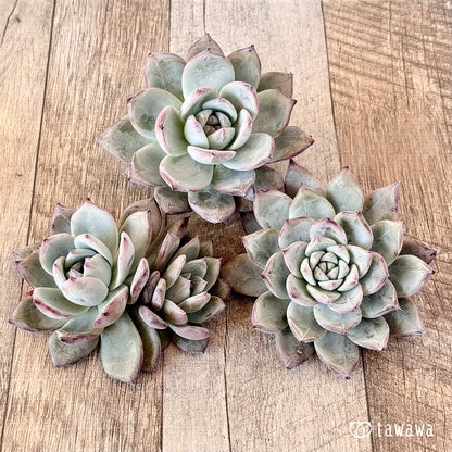 New Arrivals: Ice Green
