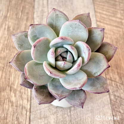 New Arrivals: Ice Green