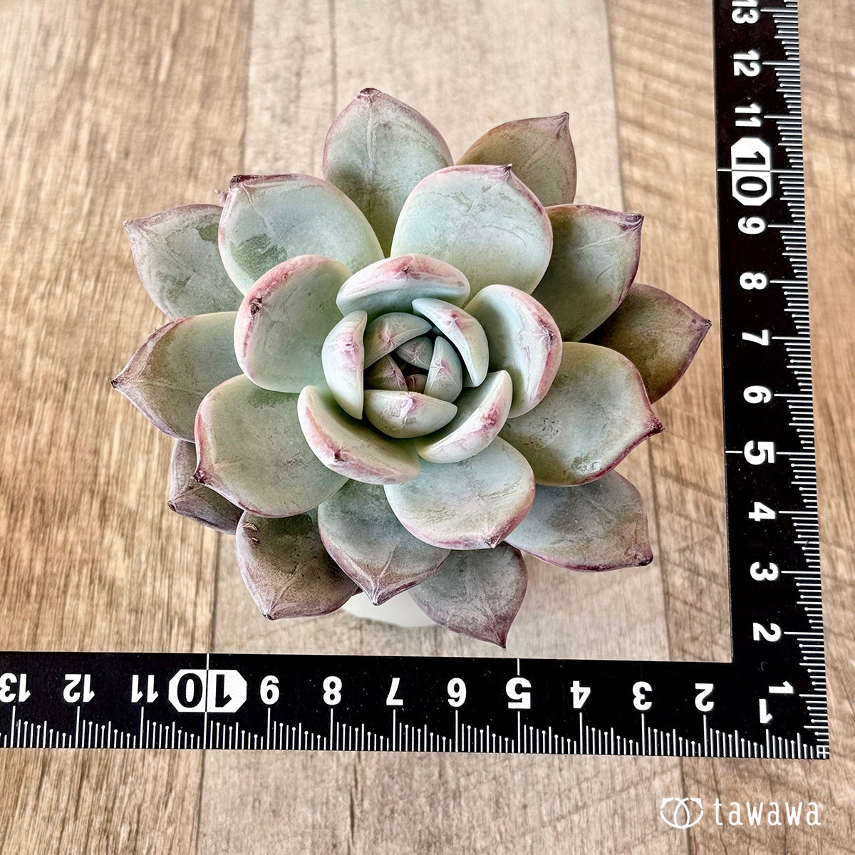 New Arrivals: Ice Green