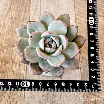 New Arrivals: Ice Green
