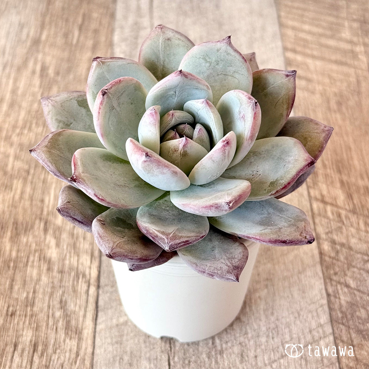 New Arrivals: Ice Green