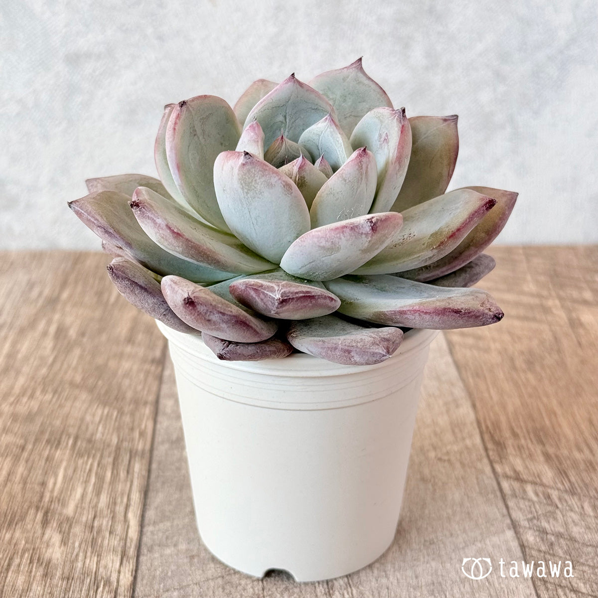 New Arrivals: Ice Green