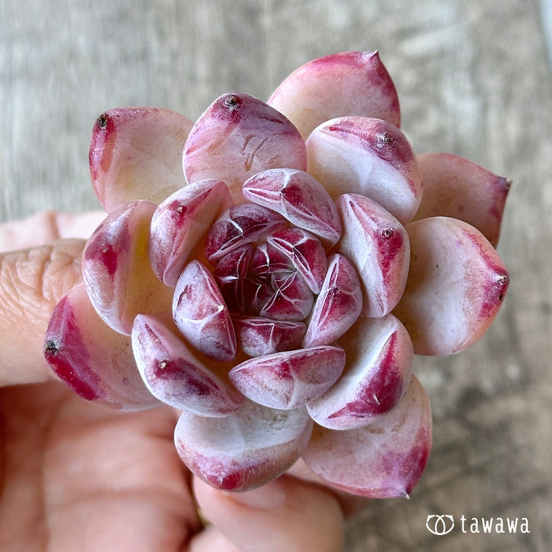 New Arrival* Cubic Frost