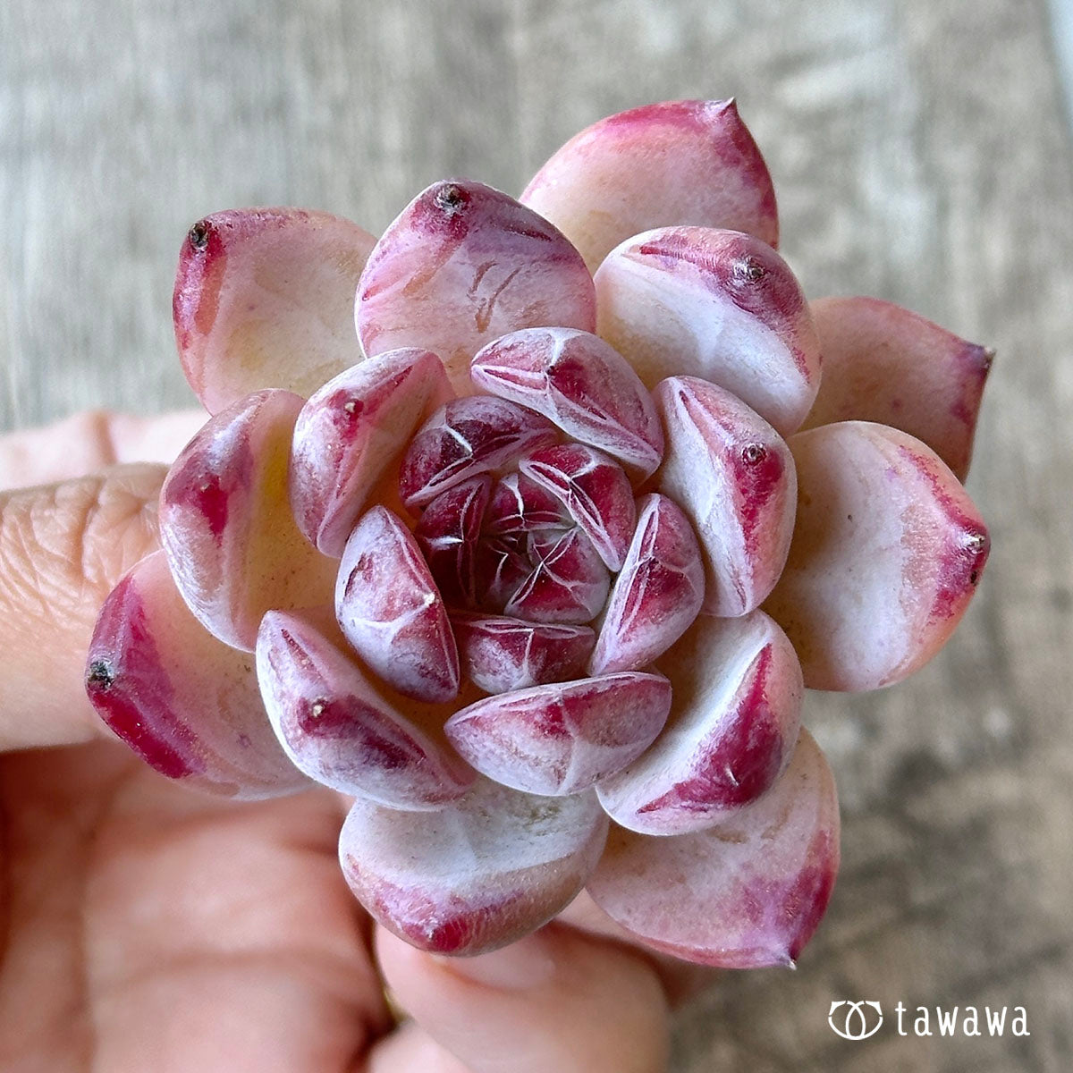 New Arrival* Cubic Frost