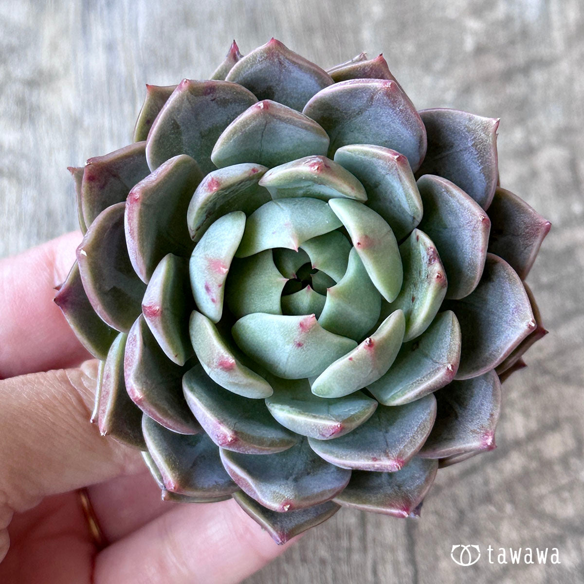 多肉植物 エアーマジック ♡ララポル♡ - 植物/観葉植物