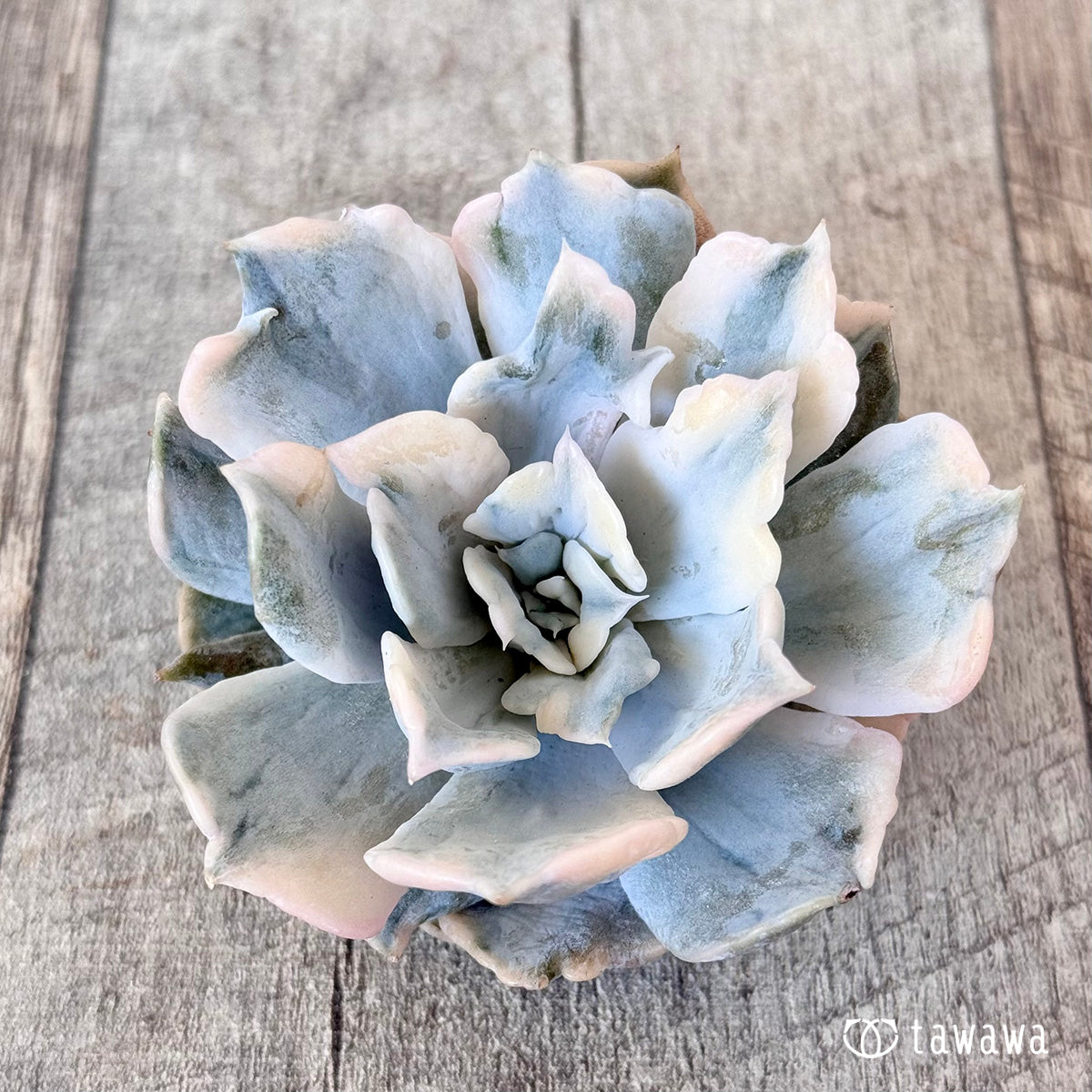 New arrival* Lilacina Nishiki