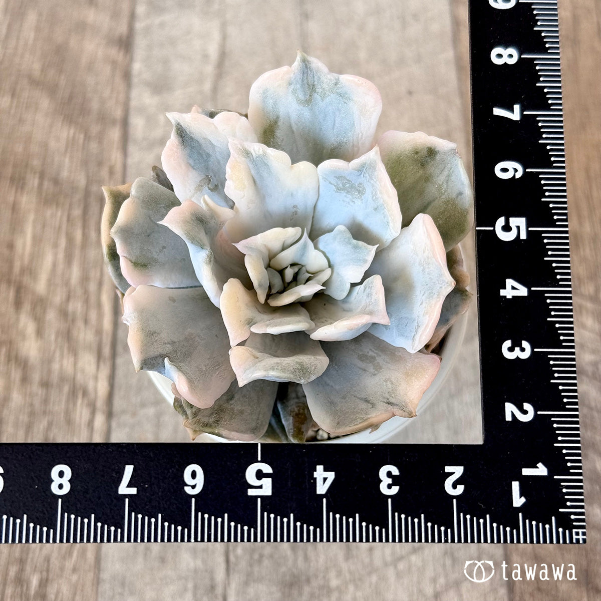 New arrival* Lilacina Nishiki