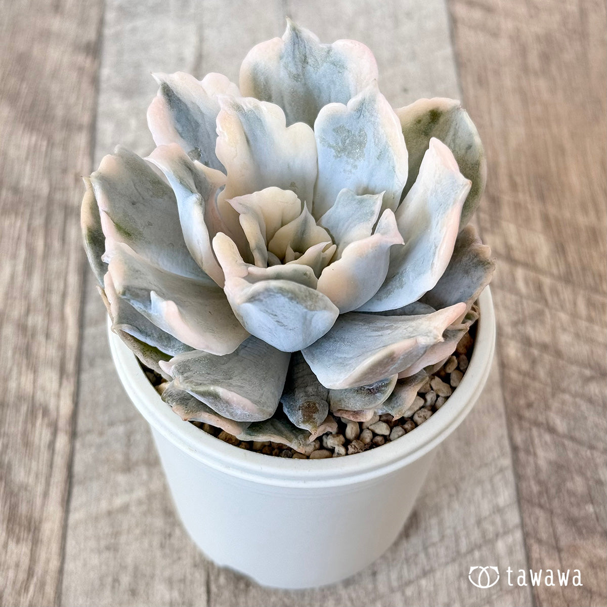 New arrival* Lilacina Nishiki