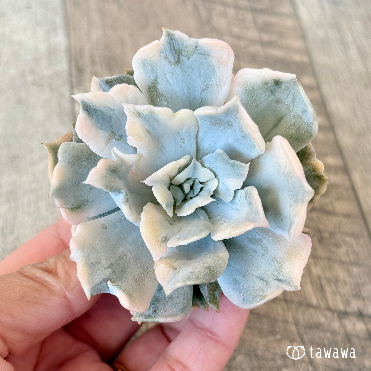 New arrival* Lilacina Nishiki