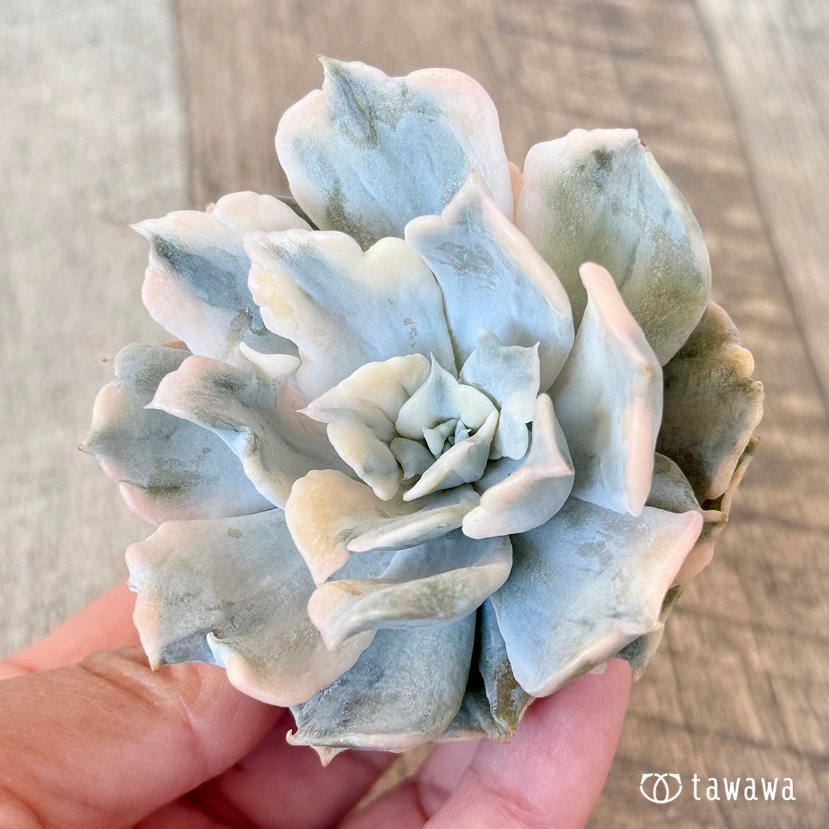 New arrival* Lilacina Nishiki