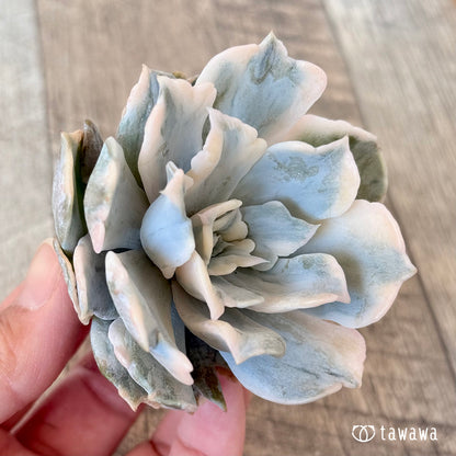 New arrival* Lilacina Nishiki