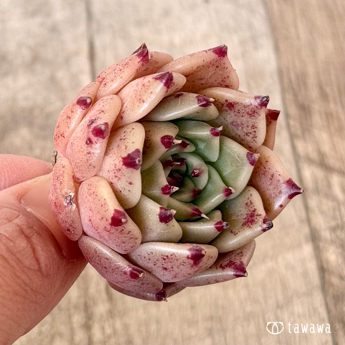 ピンクヒメ